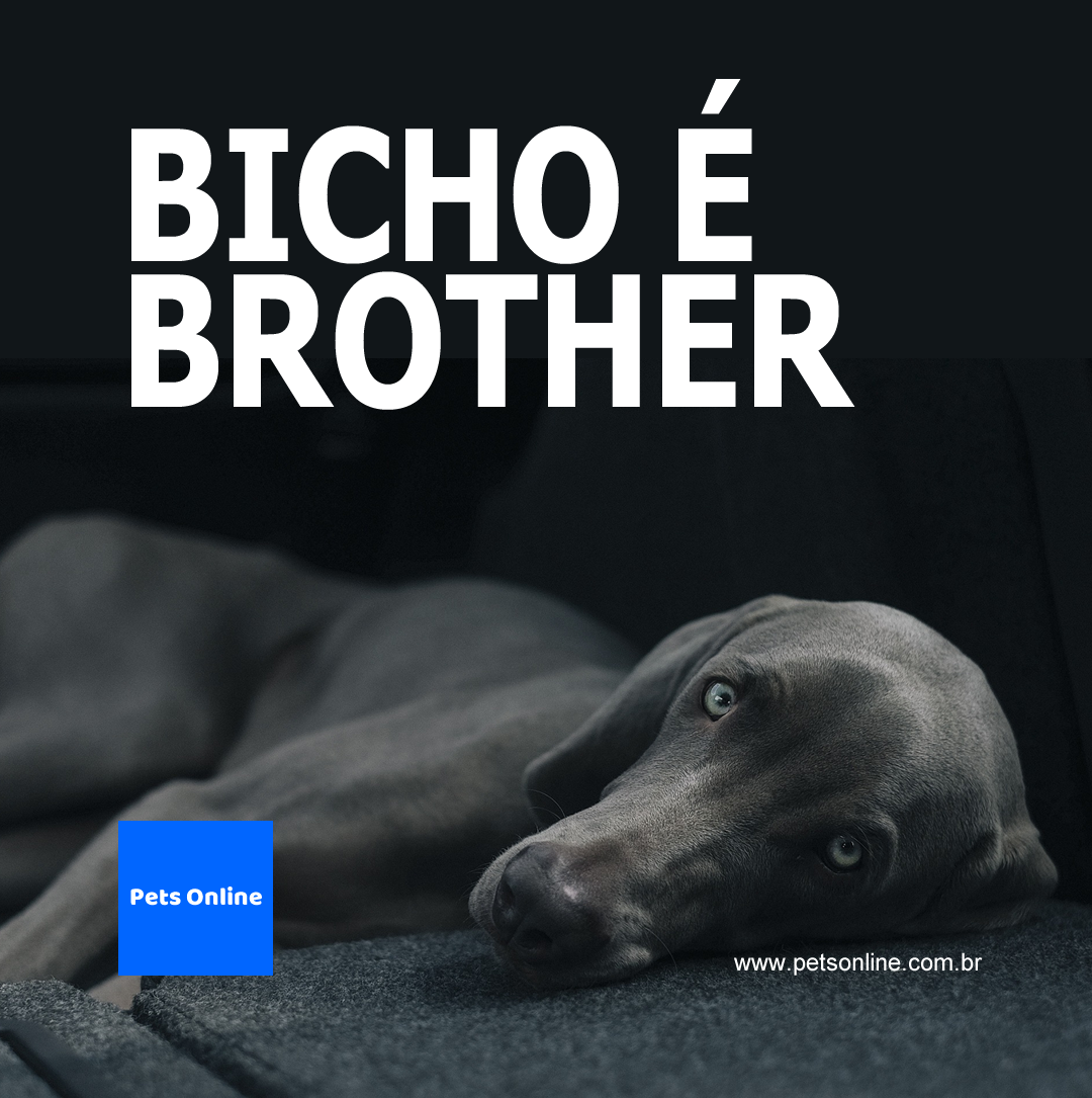 Imagem institucional para Instagram e Facebook para o portal Pets Online